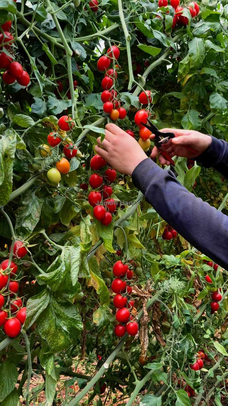 Cherry Tomatoes