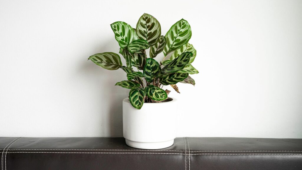 calathea indoor plant