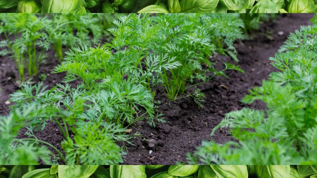 carrot plant