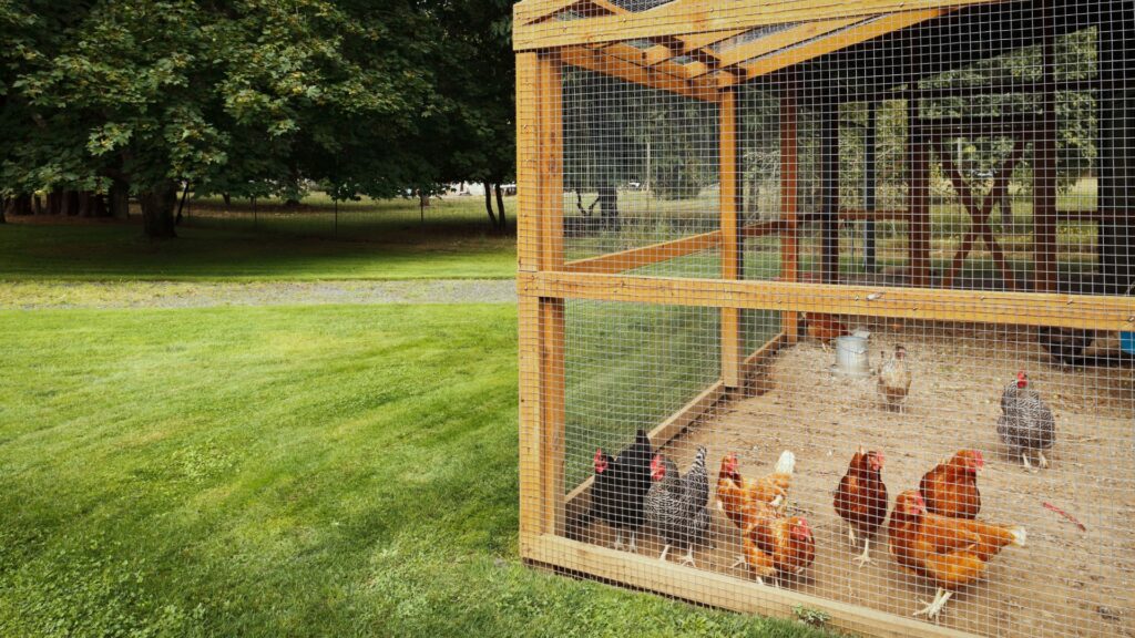 chicken coop