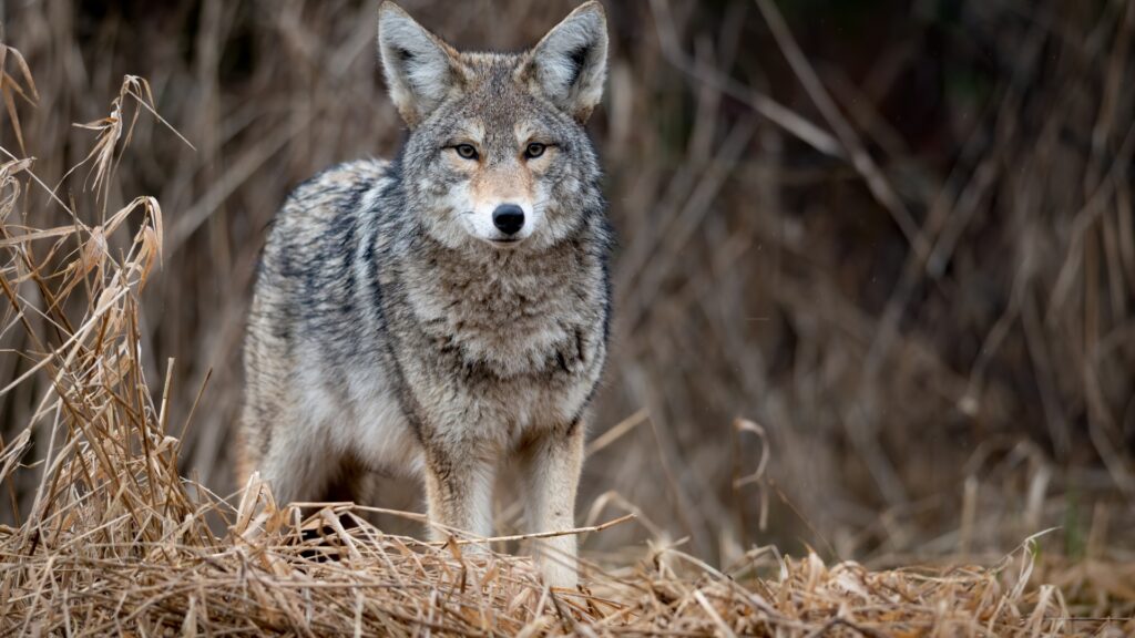 coyote