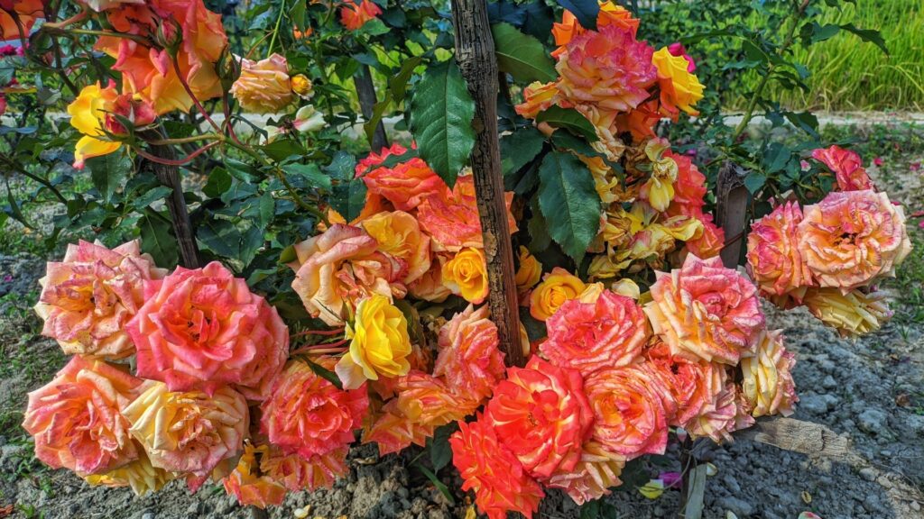 garden flowers