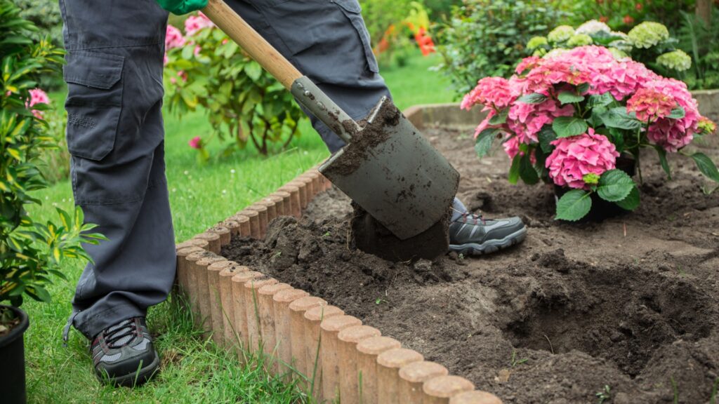 gardener plants hydrangeas