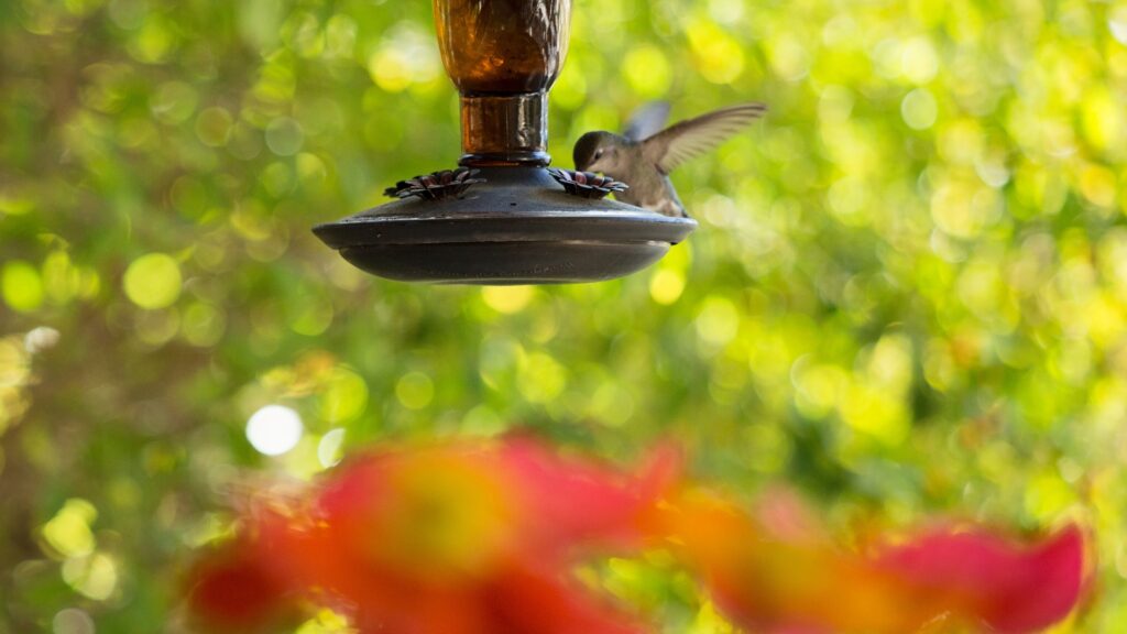 hummingbird feeder
