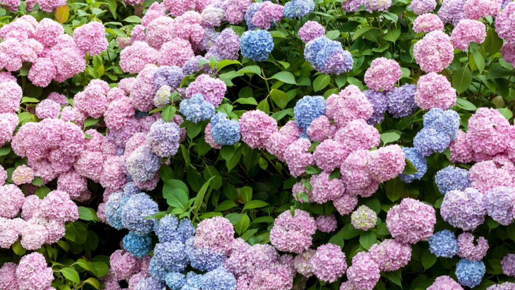 hydrangeas