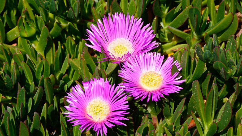 ice plant