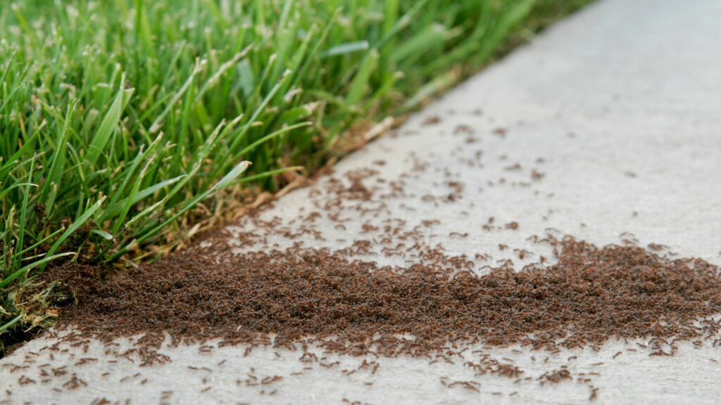 lawn pests