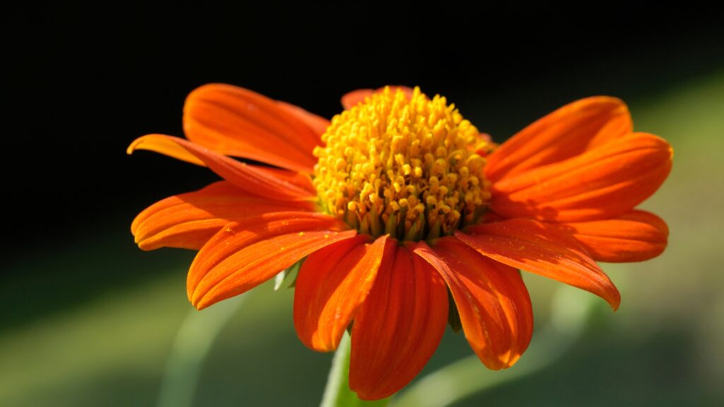 mexican sunflower