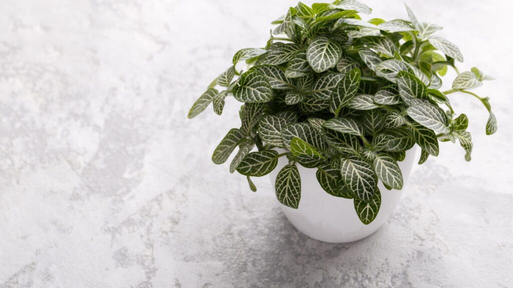 fittonia nerve plant