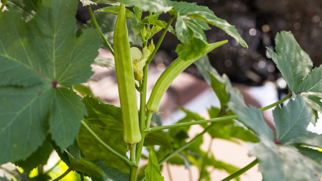 okra plant