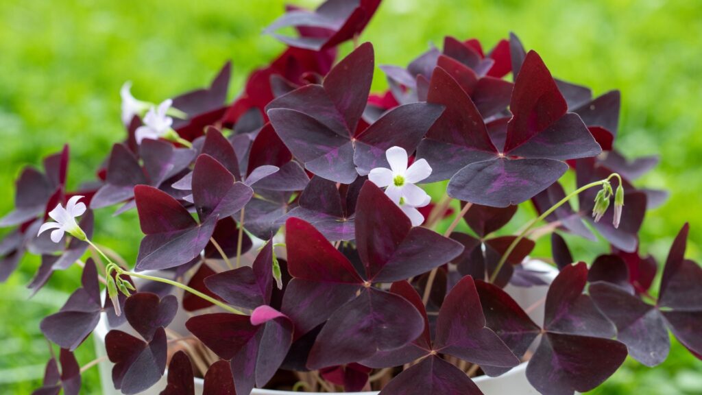 oxalis plant