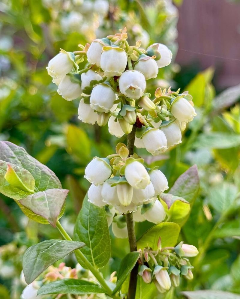 Enhanced Flower Production