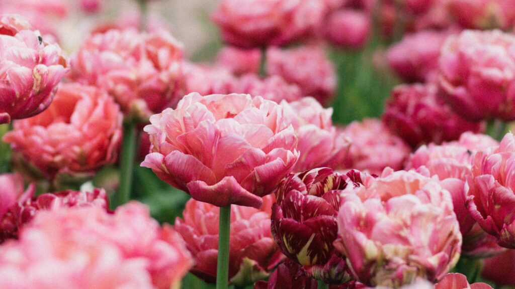 peonies in bloom