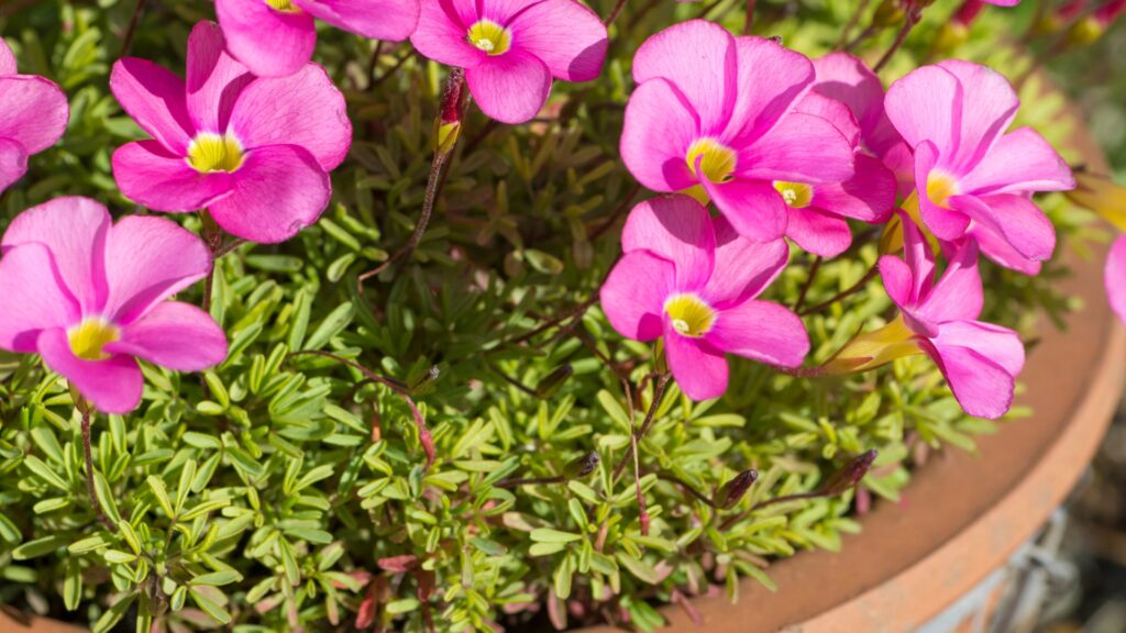 potted oxalis plant