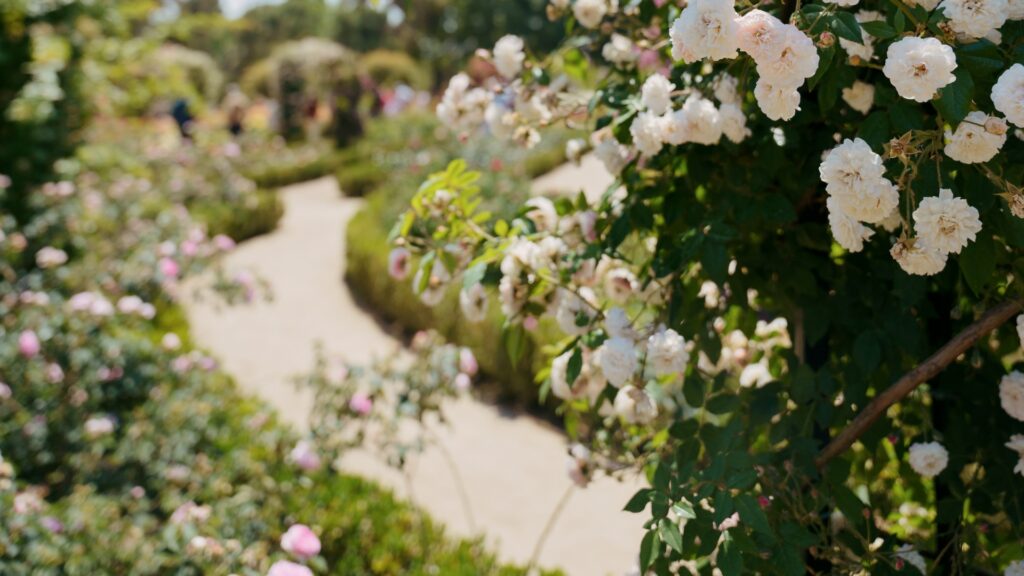 rose plant