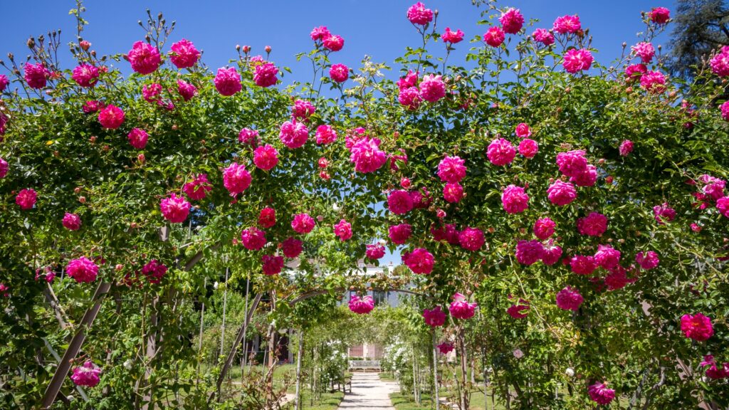 rose plant in bloom