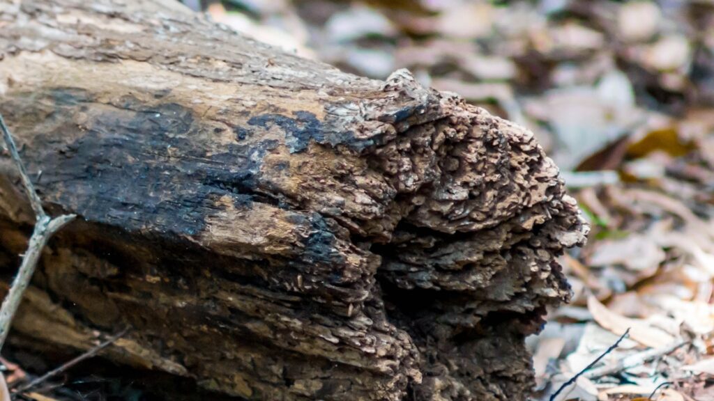 tree root rot