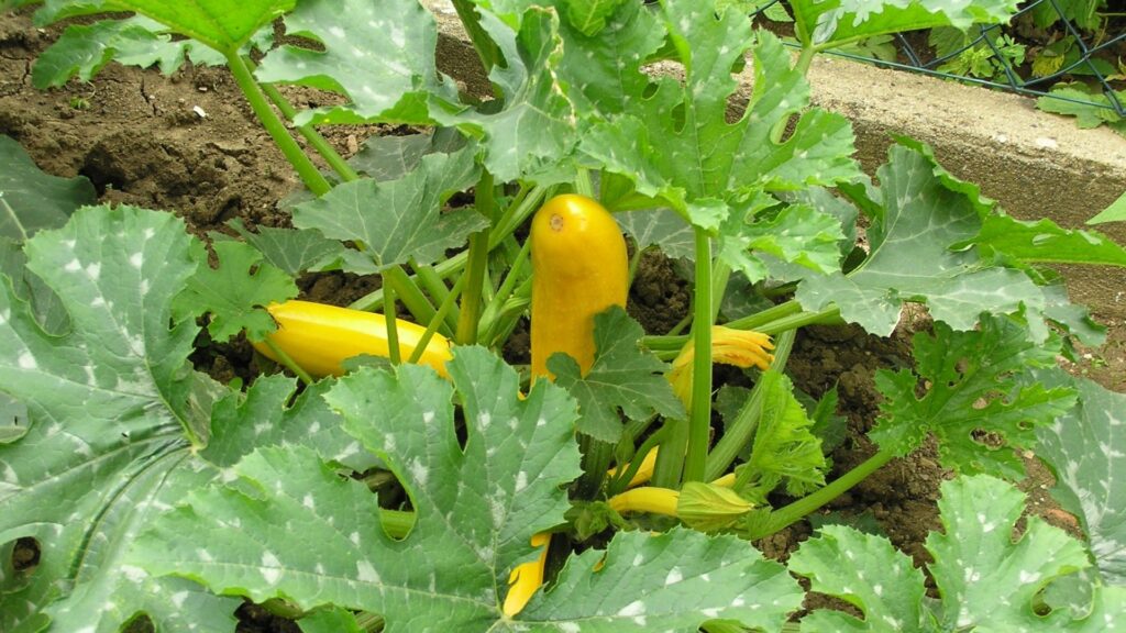 zucchini plant