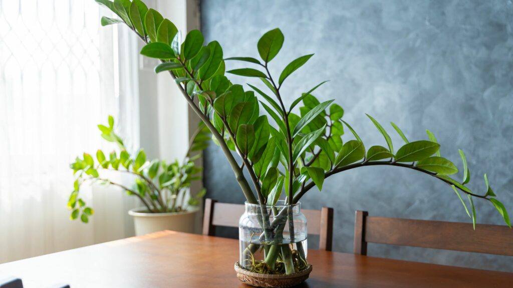 zz plant water propagation