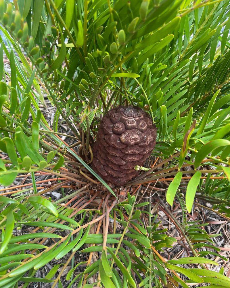 2. Coontie