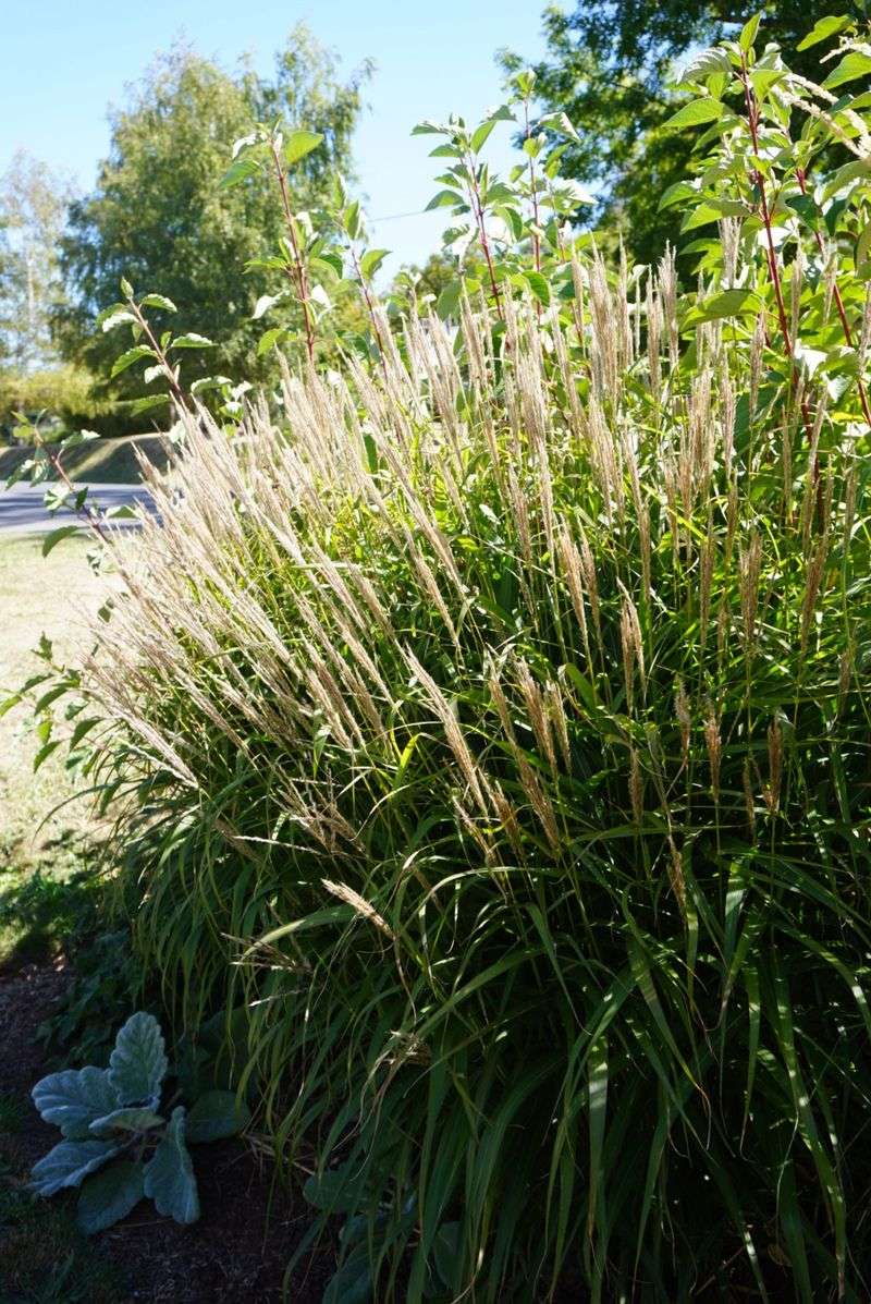 2. Ornamental Grasses