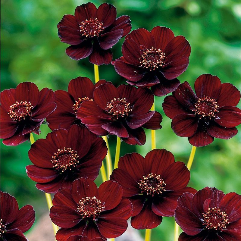 2. Chocolate Cosmos