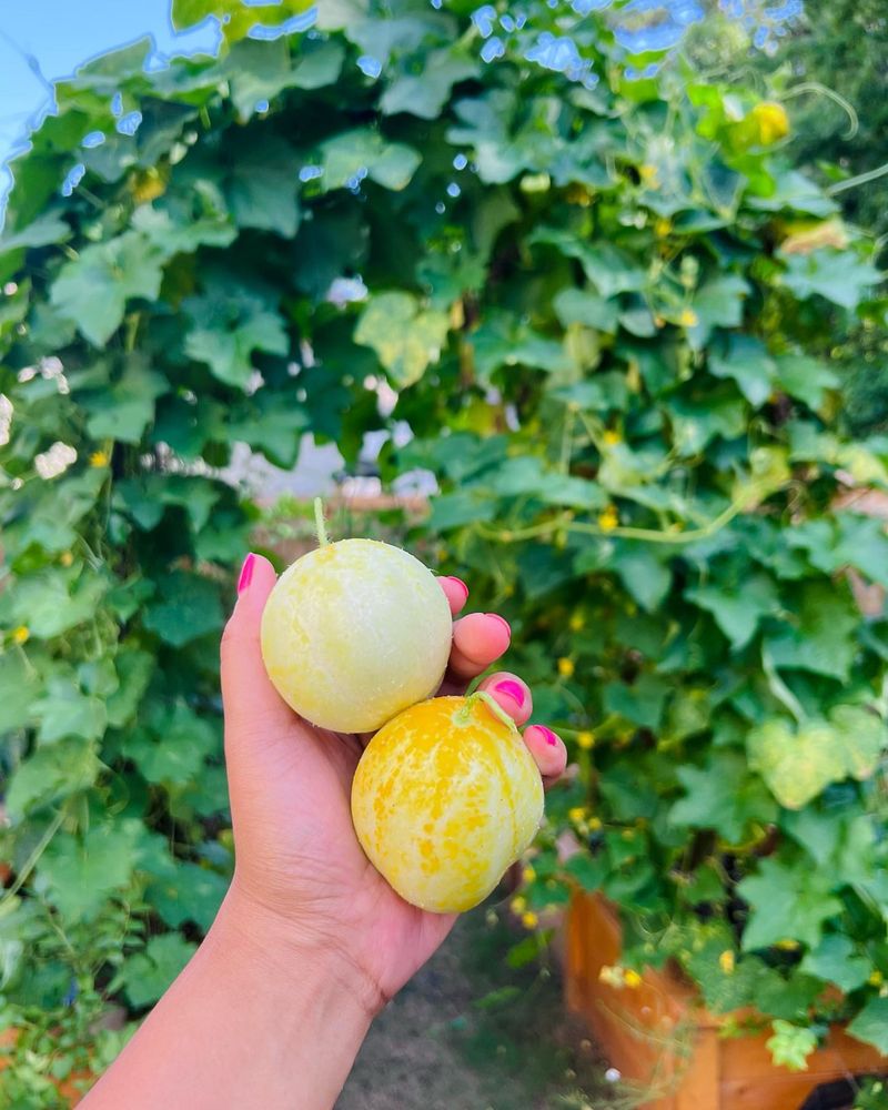 2. Lemon Cucumber
