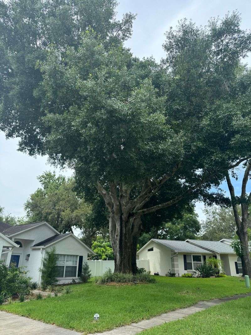 2. Water Oak