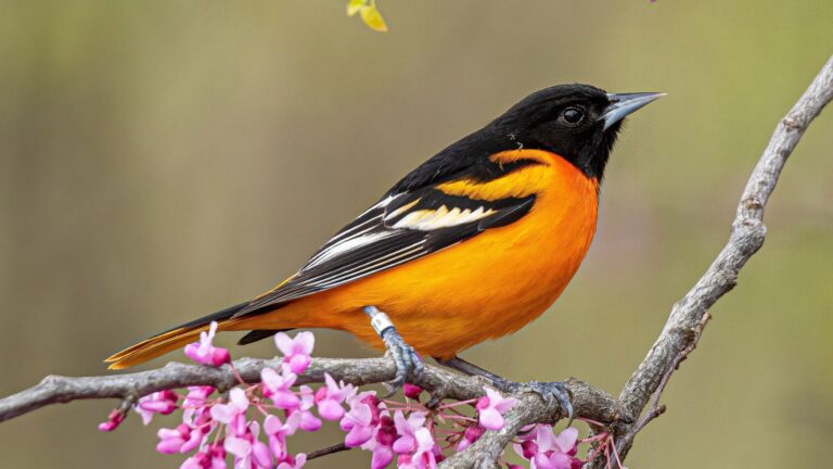 oriole on a branch