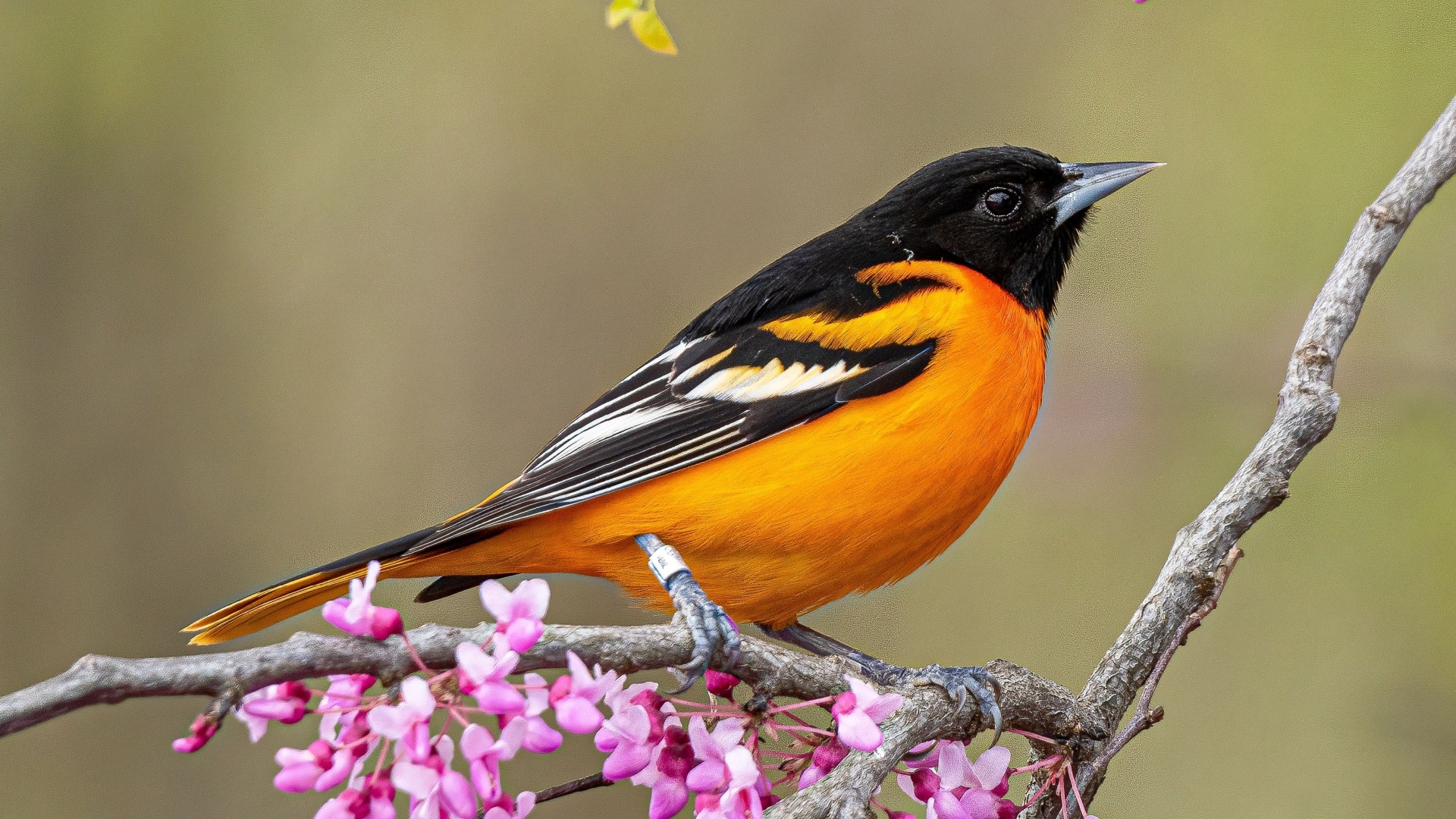 10 Backyard Hacks That Made Orioles Flock To My Garden (And 5 Things You Should Never Do)
