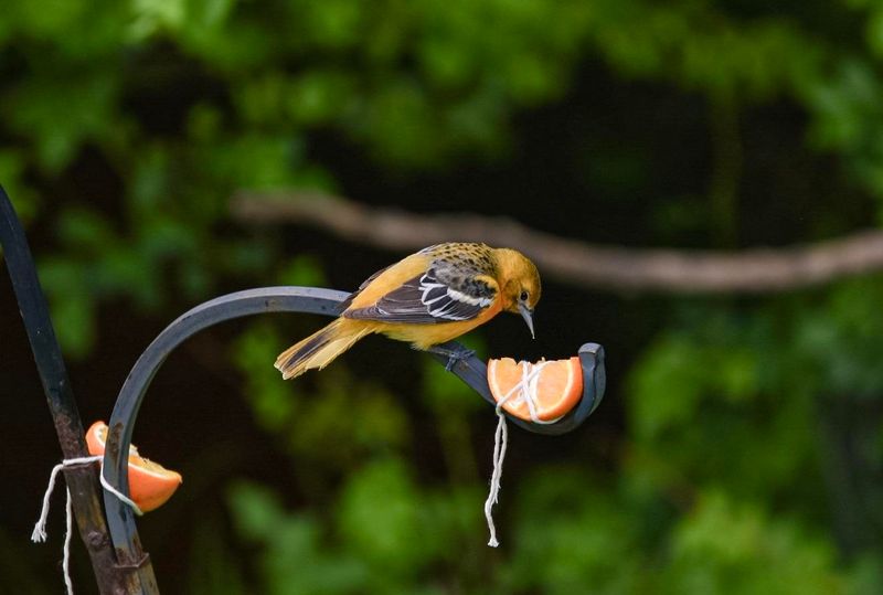 Orange Halves Hung at Eye Level