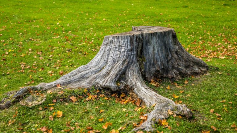 tree stump