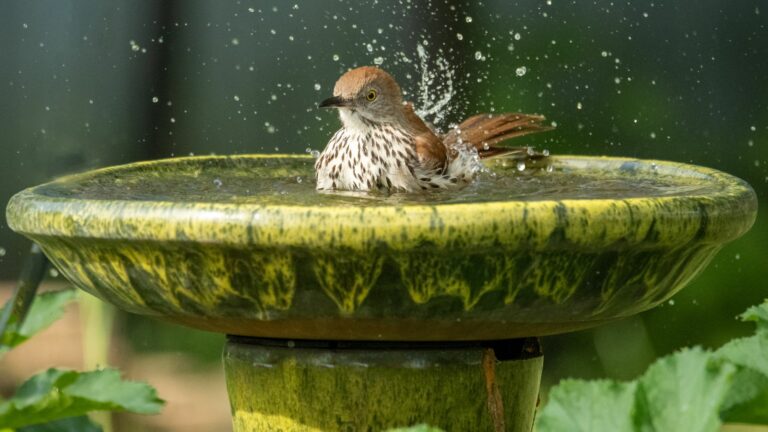 birdbath