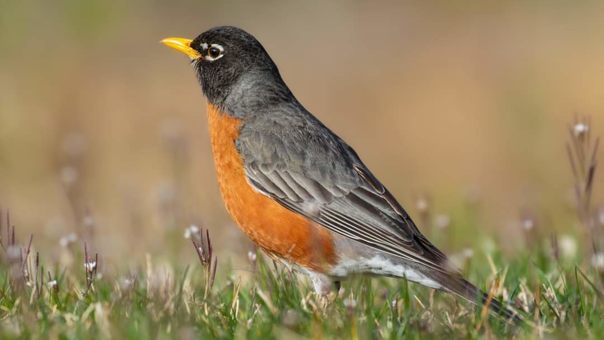 American Robin