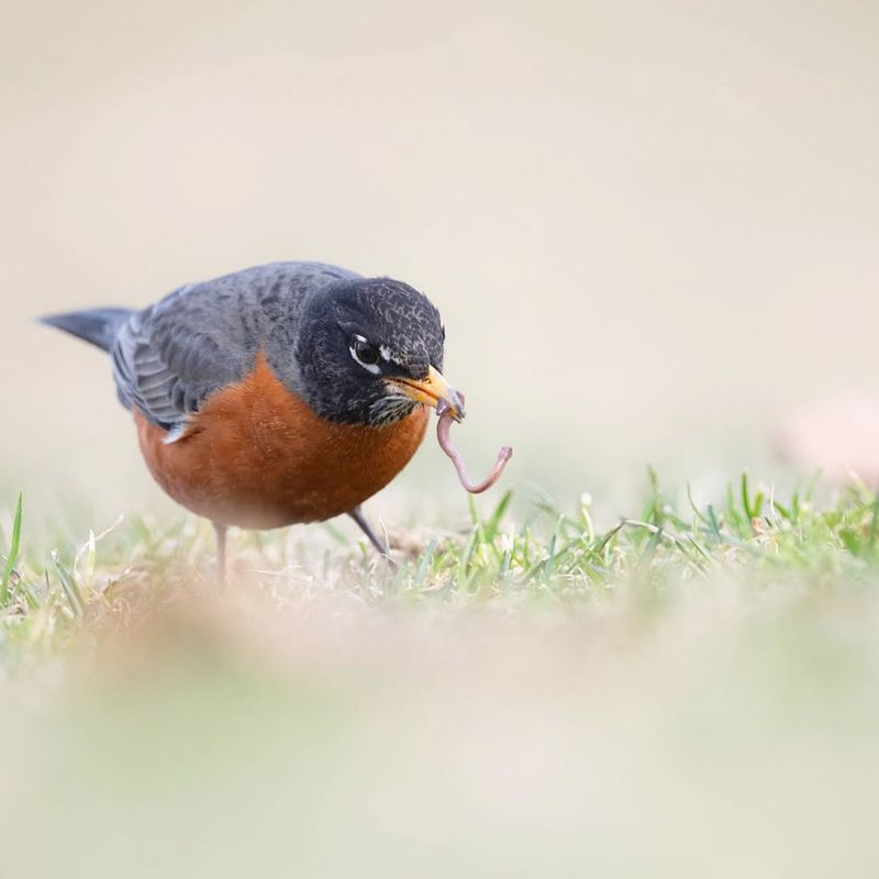 American Robin