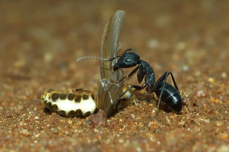 Ants