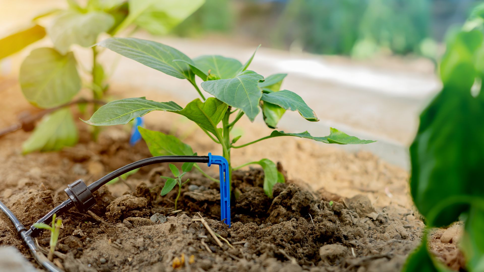 10 Garden Items That Feel Useless In July (And 5 That Work Better)