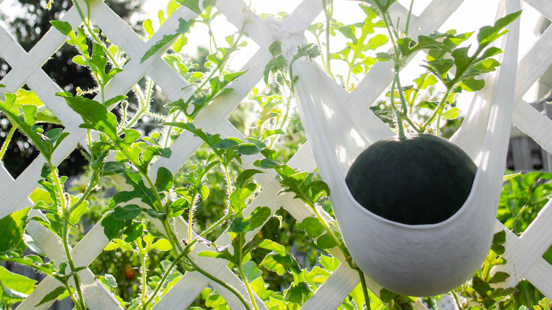 10 Genius Reasons To Grow Watermelon Vertically—With 5 Tips For Instant Success