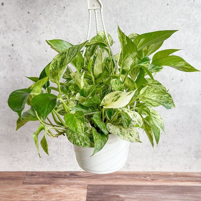 Pothos: The Impossible-to-Kill Vine