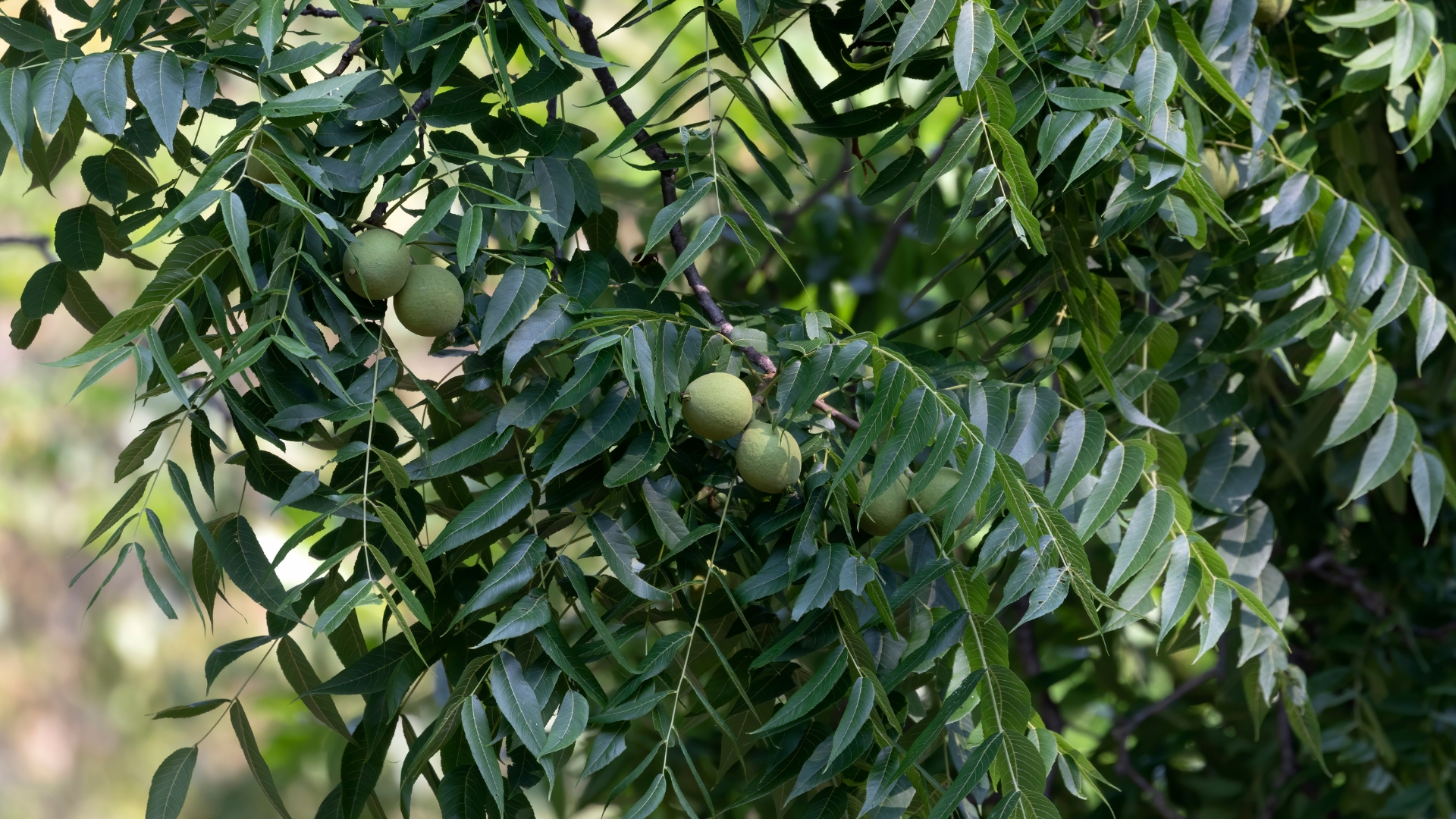 Black Walnut
