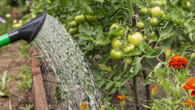 watering tomatoes