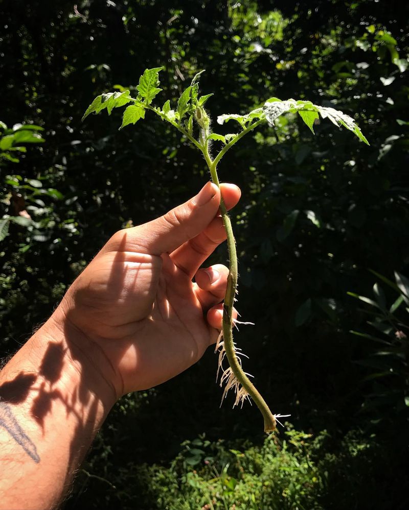 Shallow Root Development