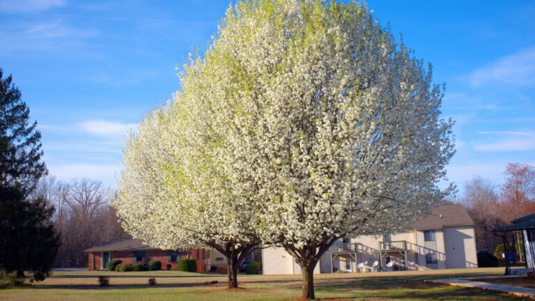 breadford pear tree in bloom