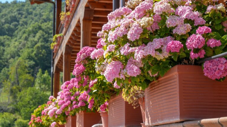 hydrangea in basket