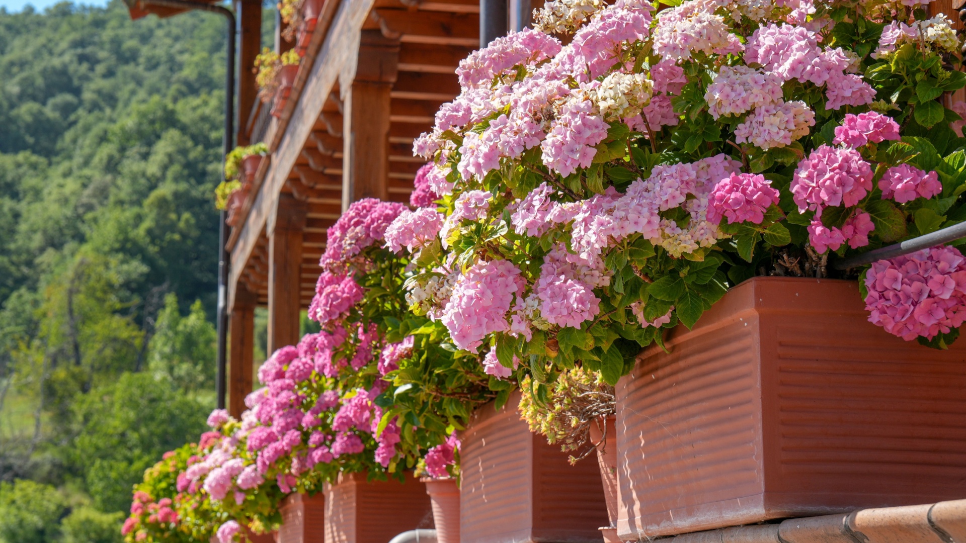 10 Reasons Why Your Hydrangeas Struggle In July—And 7 Fixes That Work