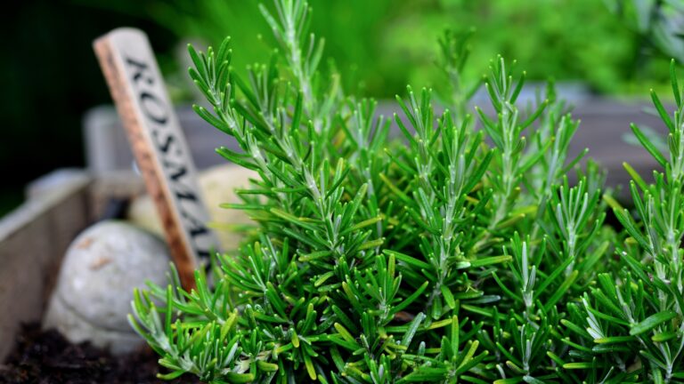 rosemary plant
