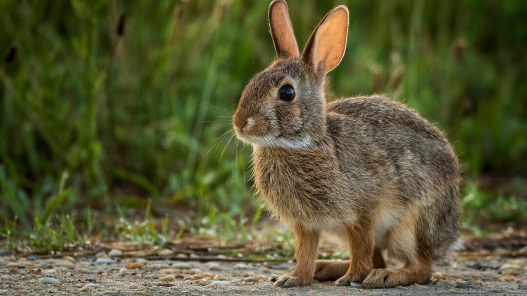 10 Small Animals You Might Notice In Your Texas Backyard (And 10 That ...