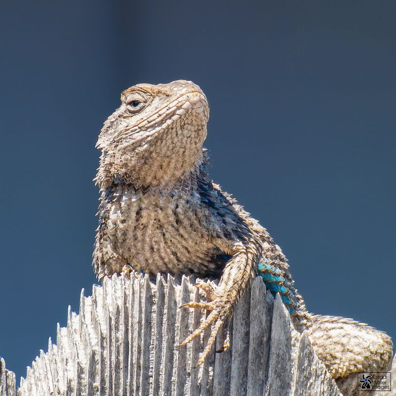 Texas Spiny Lizard