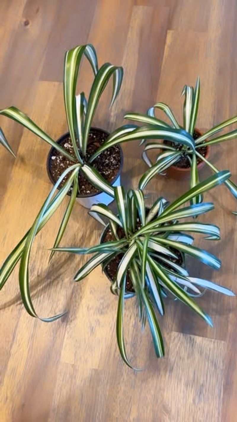 Yellowing Leaves Signal Trouble
