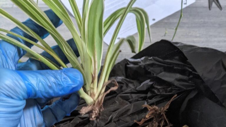 spider plant root rot